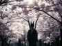 Shadows in the Cherry Blossom Forest A Japanese Speakers Haunting Story