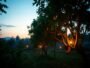 The Pontianak’s Orchard (Indonesia)