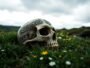 The Screaming Skull of Bettiscombe (United Kingdom – England)